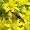 Common hoverfly (Flower fly)