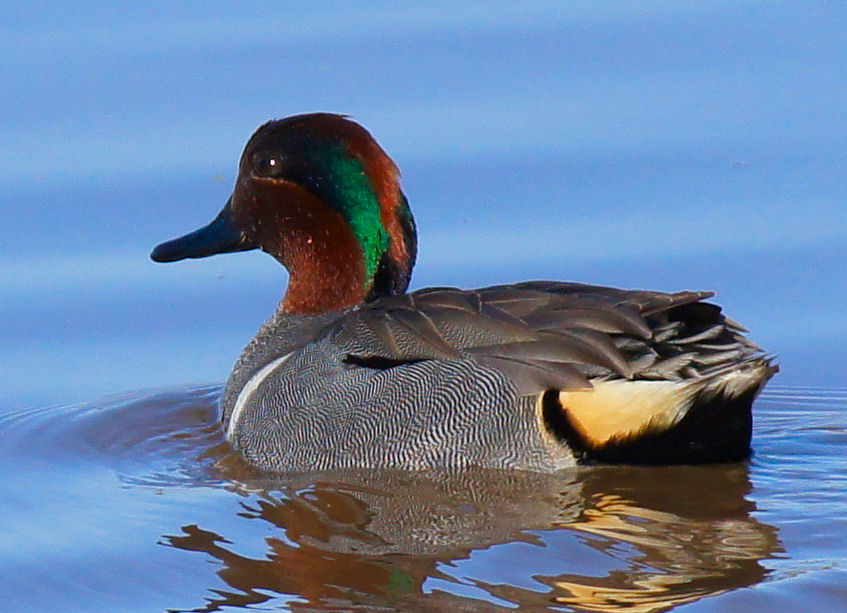 Green-wing Teal