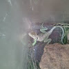 Eastern collared lizard