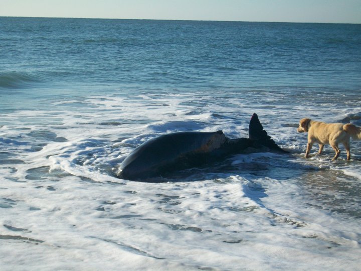 Pygmy sperm whale