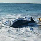 Pygmy sperm whale