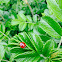 24-spot ladybird