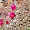 Pin cushion cactus