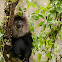 Lion-tailed macaque