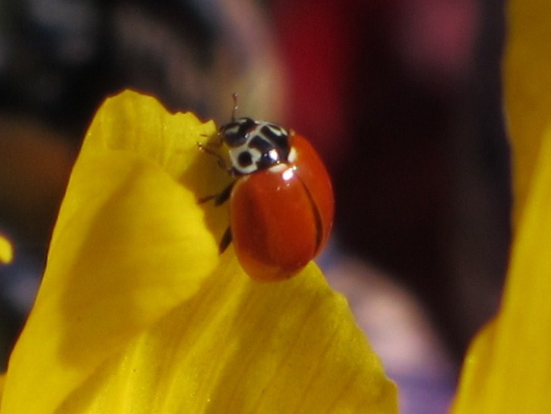 Western Blood-Red Lady Beetle on Iris