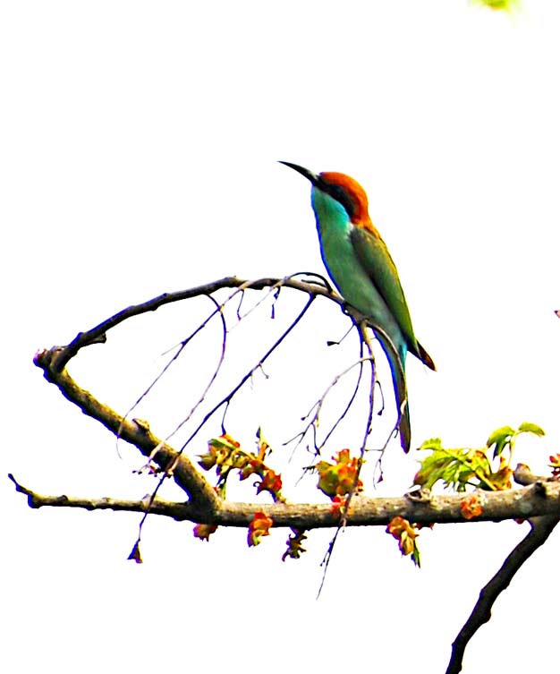 Blue Throated Bee Eater