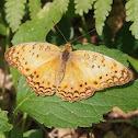 Common Leopard