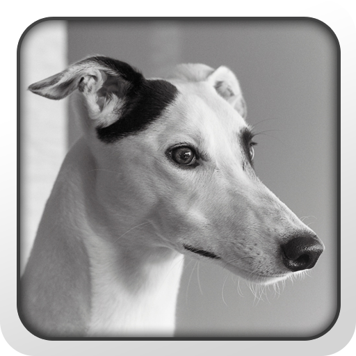 Greyhound Theme - Nova/ADW/GO 個人化 App LOGO-APP開箱王