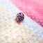 Ashy Gray Lady Beetle