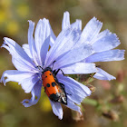 Four-spotted Blister Beetle