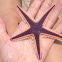 Royal starfish