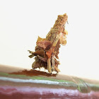 Bagworm