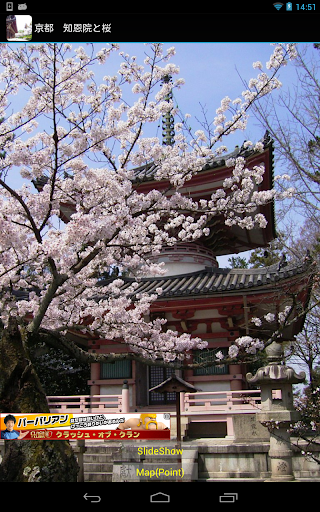 京都 知恩院と桜 JP084
