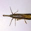 Unidentified Long Nosed Planthopper