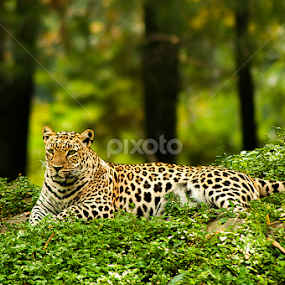 by Wiji Yudhi - Animals Lions, Tigers & Big Cats