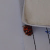 Harlequin Ladybug