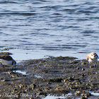 Kentish Plover; Choitejo Patinegro