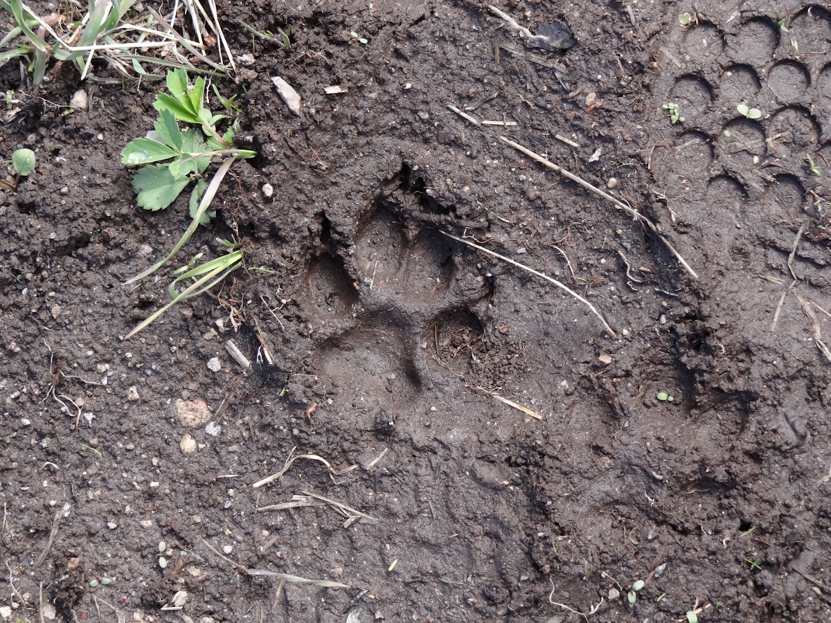 Track - Wolf or Coyote?