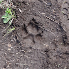 Track - Wolf or Coyote?