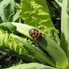 Harlequin Bug & Eggs