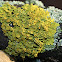 Yellow  lichen