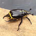 Black Yellow Besouro
