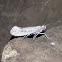 Ypsolophid Moth