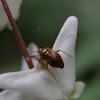 Plant Bug