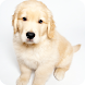 Puppy Names - Collection