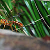 Giant Ichneumon Wasp (female)