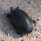 Painted Turtle