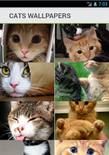 Lastest Cats Wallpapers Backgrounds APK