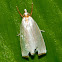 Snoutnose Moth