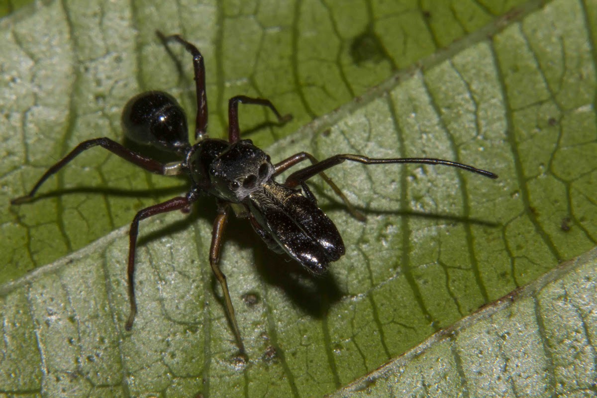 Ant-mimicking Spider (male)