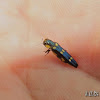 Buprestid beetle