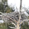 Great Horned Owl (on nest)