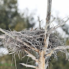Great Horned Owl (on nest)