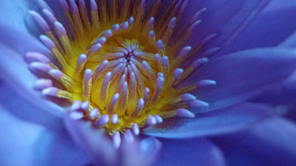 Blue Egyptian water lily / Sacred blue lily