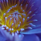Blue Egyptian water lily / Sacred blue lily