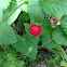 Mock strawberry or Indian strawberry