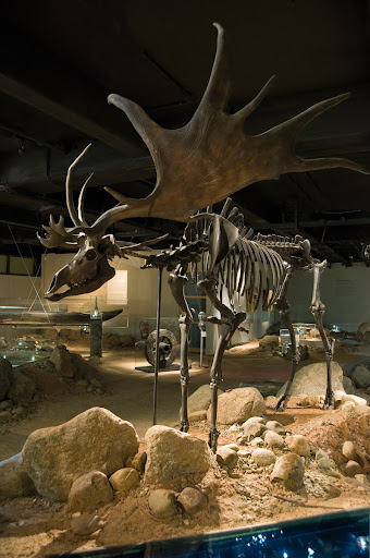The giant deer from the Ice Age