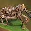 Elephant Weevil
