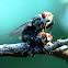 Flesh Fly