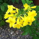 yellow trumpetbush
