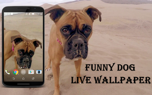 Funny Dog Video Live Wallpaper