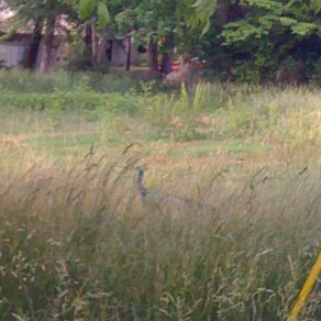 Indian Peafowl