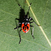 Australian Harlequin Bug