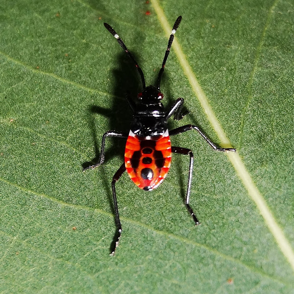 Australian Harlequin Bug Project Noah
