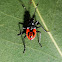 Australian Harlequin Bug