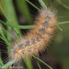 Yellow bear caterpillar